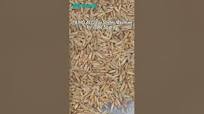 TAIHO AI Color Sorter Machine for Oats Sorting