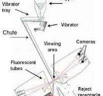 1-1. Schematic diagram of an optical sorting machine ...
