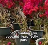 Bougainvillea bonsai on the cheap from @loweshomeimprovement ...