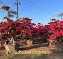 Bougainvillea Glabra Bonsai,Bougainvillea Spectabilis Plant ...