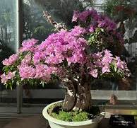 ✨BONSAI BLOOM ALERT✨ Bougainvillea glabra in bonsai form ...