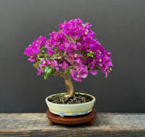 Bougainvillea Bonsai Guide | Bonsai Mirai