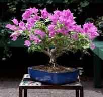 Cultivate a Bougainvillea Bonsai - Phoenix Home & Garden