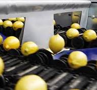 Lemon Sorting, Grading, Processing Machines and Lines