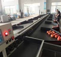 Good Price Automatic Commercial Lemon Grading Sorting Machine Auto  Industrial Lemons Weight Grader S