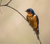 Urban Waterfowl and Barn Swallows at Robert H. Long Nature Park