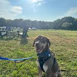 Lighthouse Animal Shelter: Dog Adoption Event