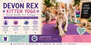 Devon Rex Kitten Yoga in Vaughan