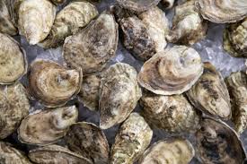 المحار "Oysters"