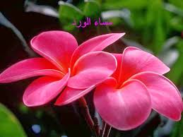اجمل صور مساء الخير صور روعه منوعه