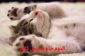 صور بسس روعة 10 قطط جميلة رقيقة ومميزة