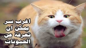 عبارات في حب القطط كلام عن القطط حنين الذكريات