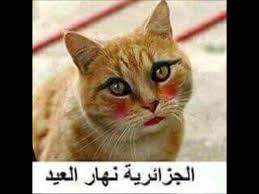 تعليق فيس بوك مضحكة تعليقات مضحكة جدا كيوت