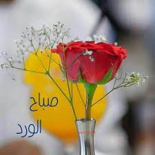 صباح الورد Beautiful Roses Orchid Pot Beautiful Morning