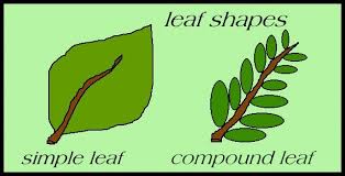 Leaf Shape