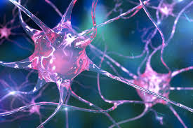RAMON Y CAJAL