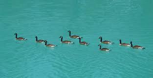 Canada Geese in South Canterbury, N.Z. - a pest.