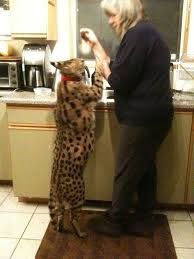 My friends house cat a Serval  pics