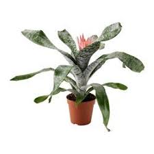 Plantes Pots Et Plantes Exterieur Ikea Decoration Plante Plante Chambre Jardin Murale