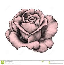 Dessin Au Crayon De Fleur De Rose Photo Libre De Droits Image Dessin De Fleurs Au Crayon Dessin Au Crayon Dessin Rose