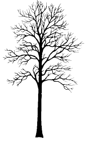 Silhouette Tulip Tree Baum Tattoo Rucken Baume Zeichnen Bilder