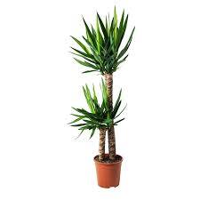 Yucca Elephantipes Plante En Pot Yucca 2 Tiges Ikea Yucca Elephantipes Yucca Yucca Interieur