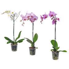 Phalaenopsis Plante En Pot Orchidee 1 Tige Coloris Assortis Ikea Pot Plante Decoration Plante Orchidee