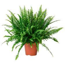 Nephrolepis Plante En Pot Fougere Ikea Fougere Plante Fougere Plantes De Cuisine