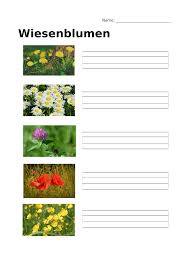 Wiesenblumen Arbeitsblatt Klasse 3 5 Blumen Unterrichtsmaterial In Den Fachern Biologie Daz Daf Deutsch Sachunterricht In 2020 Wiesenblumen Wiese Blumen Bestimmen