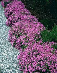 Phlox Pflanzen Subulata Moerheimii Rosa Beeteinfassung Pflanzen Garten Garten Deko