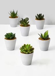 4in White Pot With Succulent Set Of 6 Plante Succulente Decoration Plante Succulentes