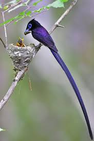 Black Bird With Long Tail Black Paradise Flycatcher Beautiful Birds Nature Birds Rare Animals