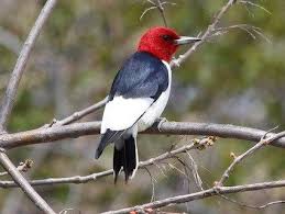 Gray Bird With Red On Back Of Head Red Headed Woodpecker Bird Life List Backyard Birds Woodpecker