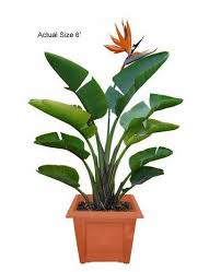 Orange Bird Of Paradise Houseplant 