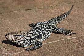Argentine Black And White Tegu For Sale Like Many Other Reptiles Argentine Tegus Go Into Brumation In Autumn When The Temperature Drops They Exhibit A High Level Of Activity Tegu Lizard Lizard Tegu
