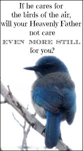 Look At The Birds Of The Air Look At The Birds Of The Air They Don T Plant Or Gather Crops They Don T Put Away Crops In Storerooms But Your Father Wh Bible Quotes Heavenly Father Bible