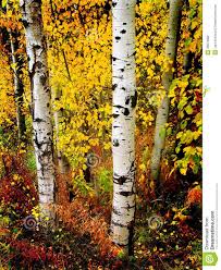 Birch Trees In Fall Photos Fall Aspen Birch Leaves White Birch Trees Aspen Trees Birch Tree