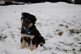 Black And Tan Australian Shepherd Puppy All Australian Shepherds All The Time Australian Shepherd Black Australian Shepherd Working Dogs