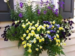Choose Flowers For Window Boxes Pflanzen Balkon Blumen Pflanzideen