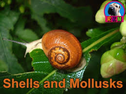 Shells And Mollusks Powerpoint Activities Schnecken Im Garten Garten Und Umweltfreundlich
