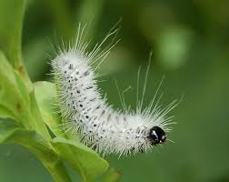 Black And White Striped Caterpillar With Yellow Spots Hairy White Caterpillar Black Spots Lophocampa Caryae Black Caterpillar Weird Insects Caterpillar