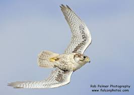 Michigan Birds Of Prey Pictures Falcons Michigan Hawking Club Falcons Animals Birds