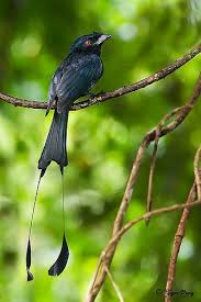 Black Bird With Long Tail Pin On Birds Bird Houses