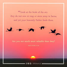 Look At The Birds Of The Air Look At The Birds Of The Air They Do Not Sow Or Reap Or Store Away In Barns And Yet Your Heavenly Father Heavenly Father Daily Bible Verse Verse Of