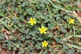 Begehbare Bodendecker Hornfruchtige Sauerklee Gelb Bluhend Oxalis Corniculata Bodendecker Pflanzen Stauden Pflanzen