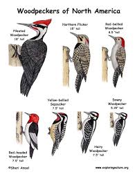 Birds Of Northern Illinois Identification Woodpecker Poster Pretty Birds Woodpecker Pet Birds