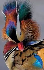 Exotic Bird Eggs For Sale Uk 6 Domestic Mandarin Duck Hatching Eggs Pre Sale Ebay Animals Beautiful Pet Birds Beautiful Birds