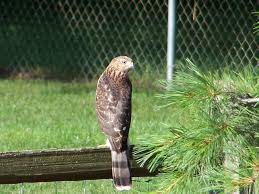 Michigan Birds Of Prey Pictures Birds Of Prey Cooper S Hawk Birds Prey