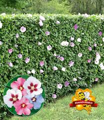 Hibiskus Hecke Winterharte Pflanzen Garten Hibiskus Hecke Garten