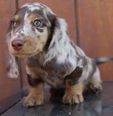 Black And Tan Vs Black And Cream Dachshund Akc Mini Dachshund Black And Cream Chocolate And Cream Dapple Puppies English Creams Norm Dapple Dachshund Dapple Dachshund Miniature Dapple Dachshund Puppy